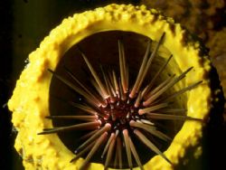 'Gun Barrel' Urchin in Tube sponge. Cozumel, Mexico. Hous... by Rick Tegeler 